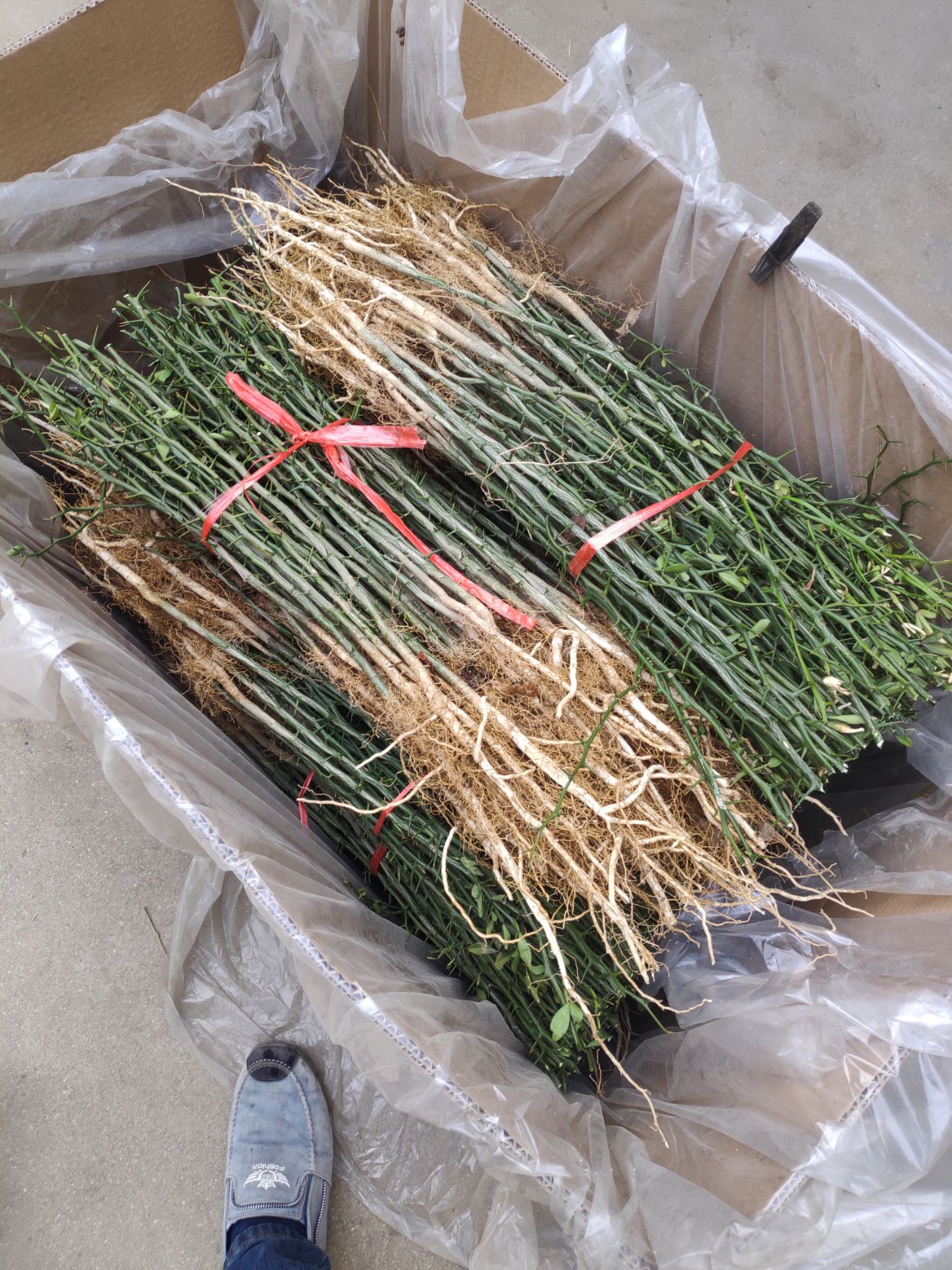 枸橘苗 枳壳苗 柑橘砧木苗 全国发货