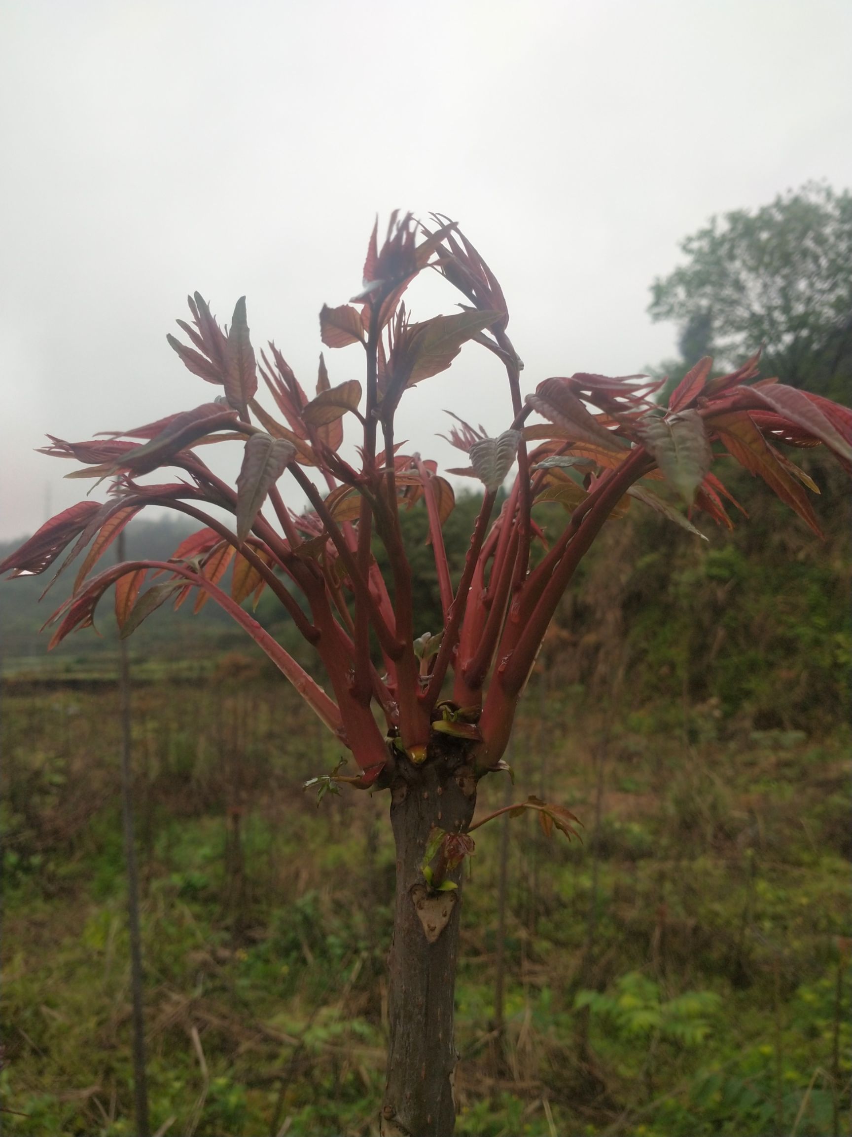 红油香椿  红香椿芽，产地湖南省凤凰县阿拉镇舒家塘村