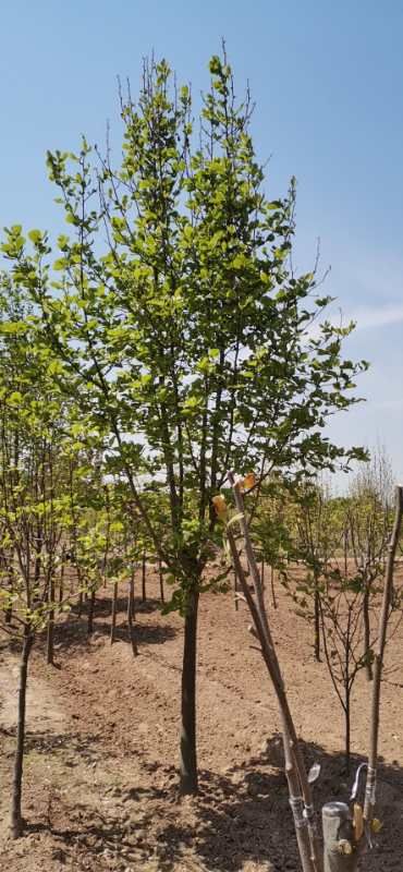 多规格，白玉兰 ，二乔玉兰 ，紫玉兰