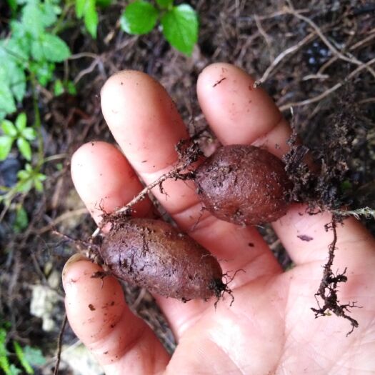 安龙县新鲜石黄皮