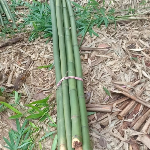 屏山县广林九号桉树 2.5~3米 