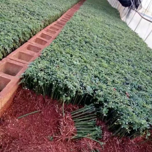 昆明红花蔷薇 