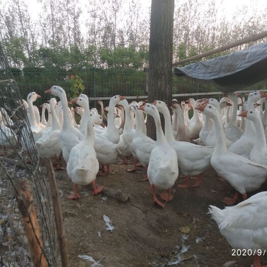 平舆县 120天。半散养半喂养大三花皖西白鹅。