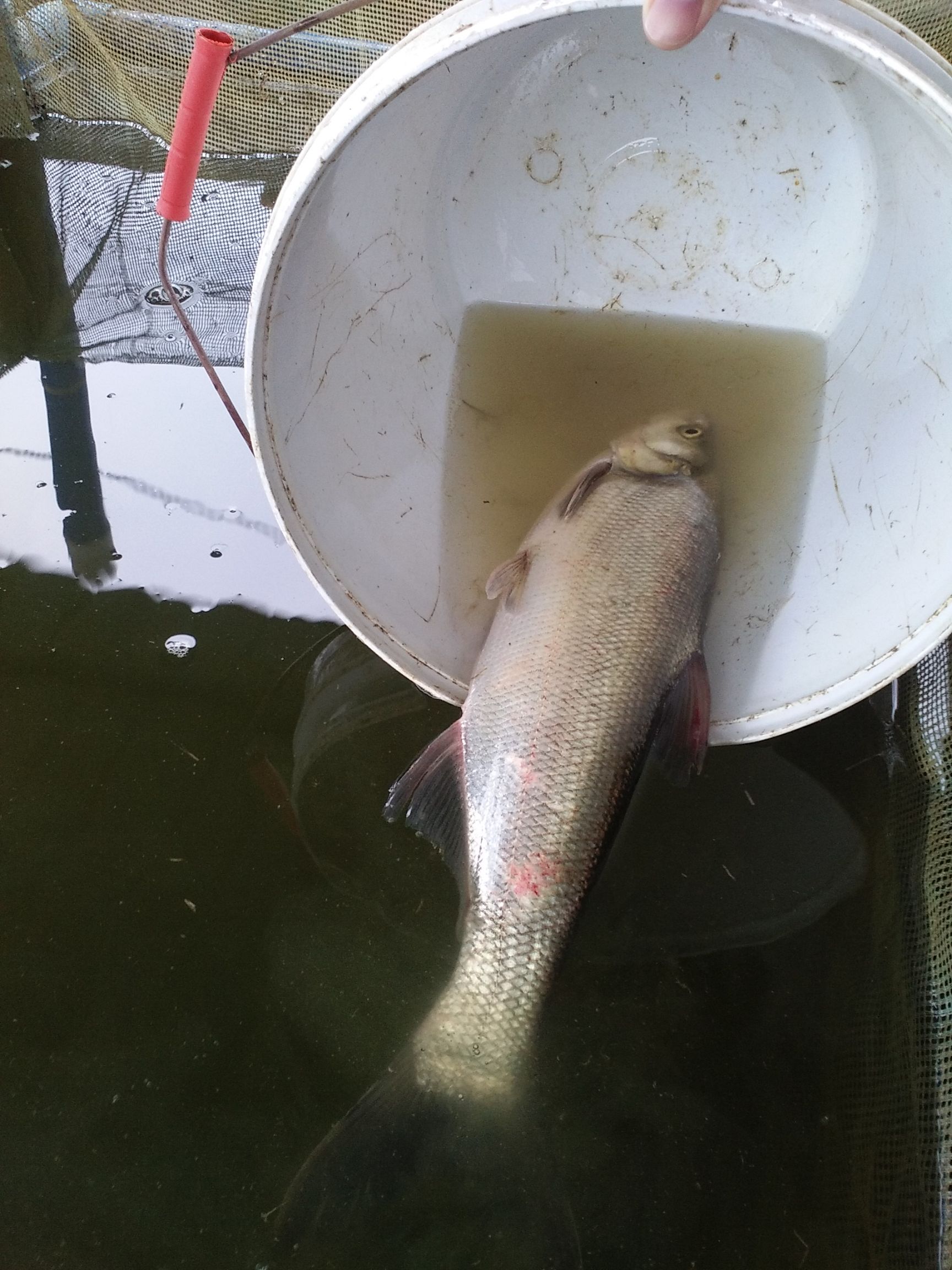 方正银鲫  鲫鱼垂钓鱼及各种鱼苗，规格齐全，包下塘 包技术，基地直供