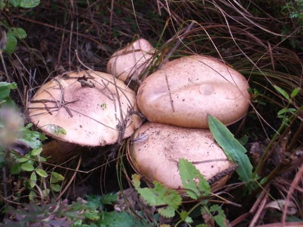 蘑菇  东北纯野生鲜红蘑，高品质，最好是辽宁地区，朝阳人实在
