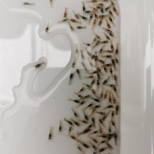 博罗县澳龙苗，小龙虾苗，淡水龙虾苗，澳洲淡水小龙虾苗