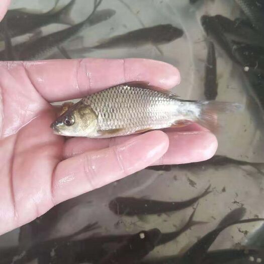 铜仁鲤鱼苗，抗病力强，好喂养，成活力高，好管理，技术指导？