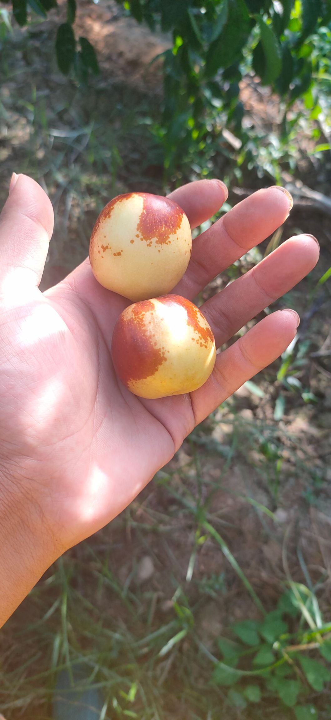 大荔冬枣自家大棚