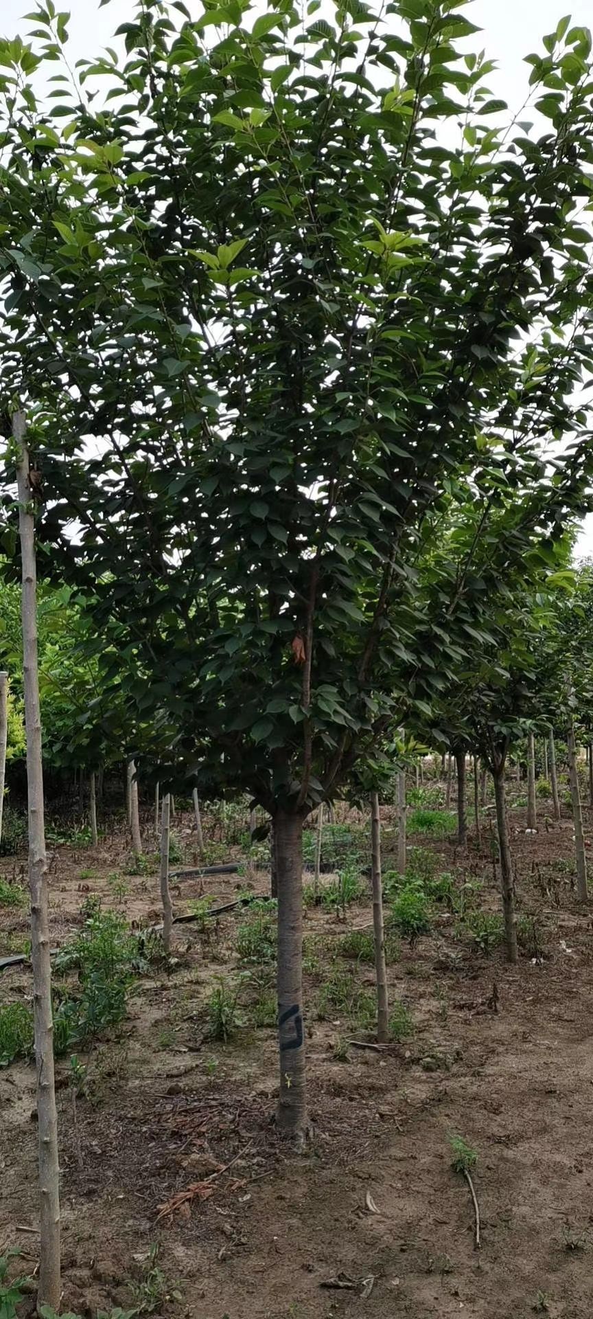 日本晚樱  5—10公分晚樱三百亩，基地直供，一手货源，价格