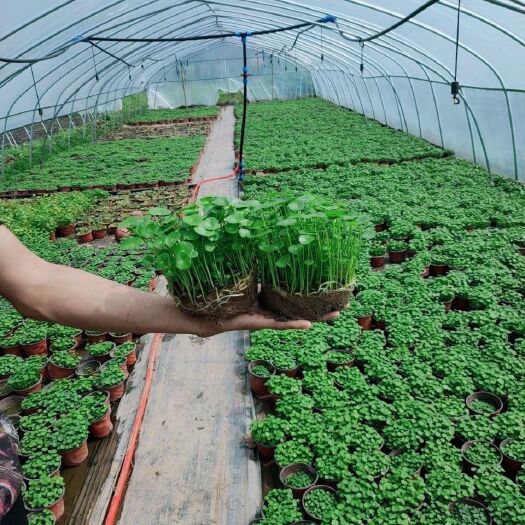 铜钱草盆栽  带叶铜钱草水培植物盆栽室内招财转运金钱草