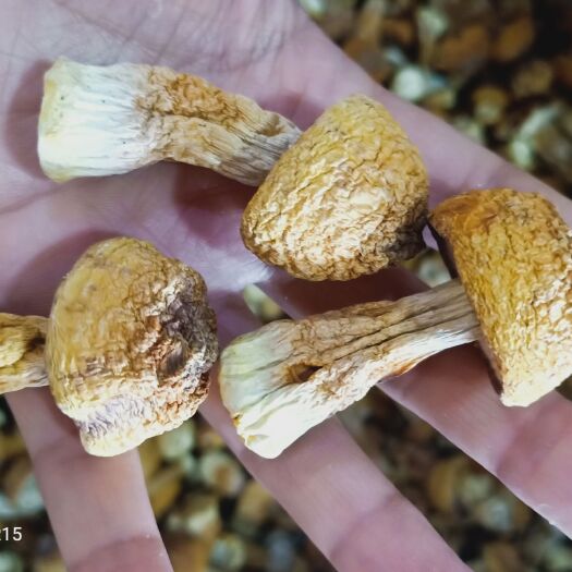 仙游县 云南姬松茸
