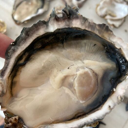 荣成市日本濑户内海生蚝  日本产超低温冷冻生蚝 濑户内海养殖 定重10kg/箱