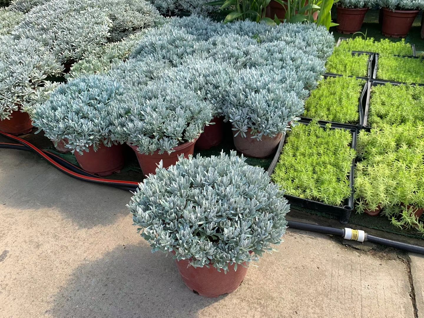 芙蓉菊盆栽耐涝且较耐干旱株形紧凑叶片银白似雪 根系发达