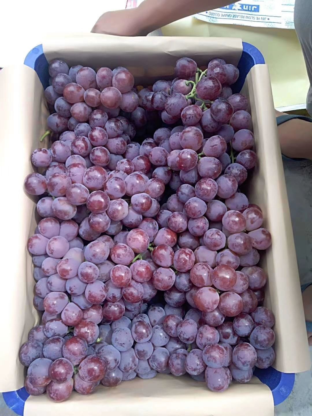 美国红提 红提大量上市