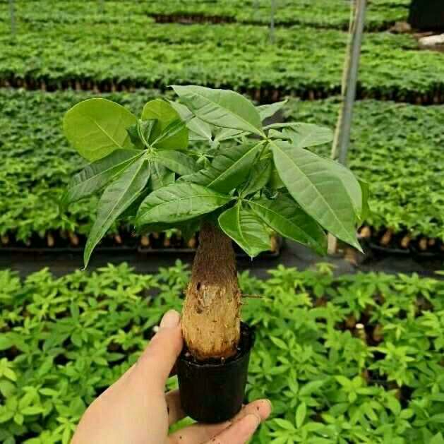  发财树盆栽植物室内花卉盆栽绿植金钱树盆栽小盆景