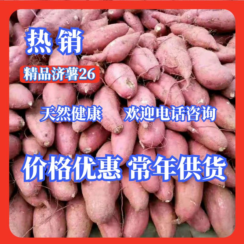 邹城市济薯26    加工厂  混装通货   红皮黄心