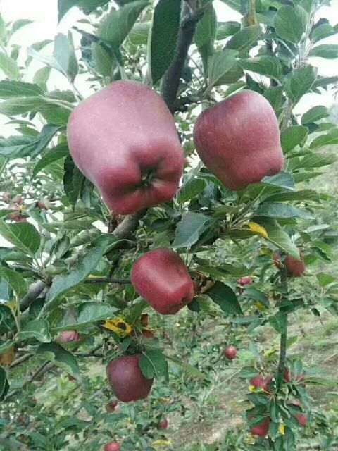 礼县甘肃花牛苹果，