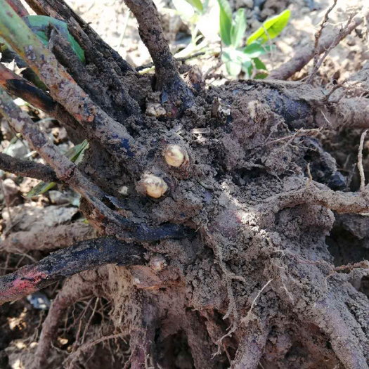 菏泽多花芍药  菏泽精品重瓣芍药苗3年大苗盆栽分株别墅庭院