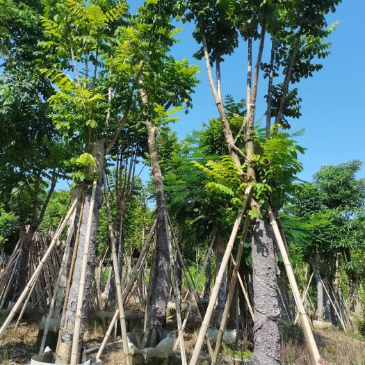 普宁市火焰木 出售17-20分火焰