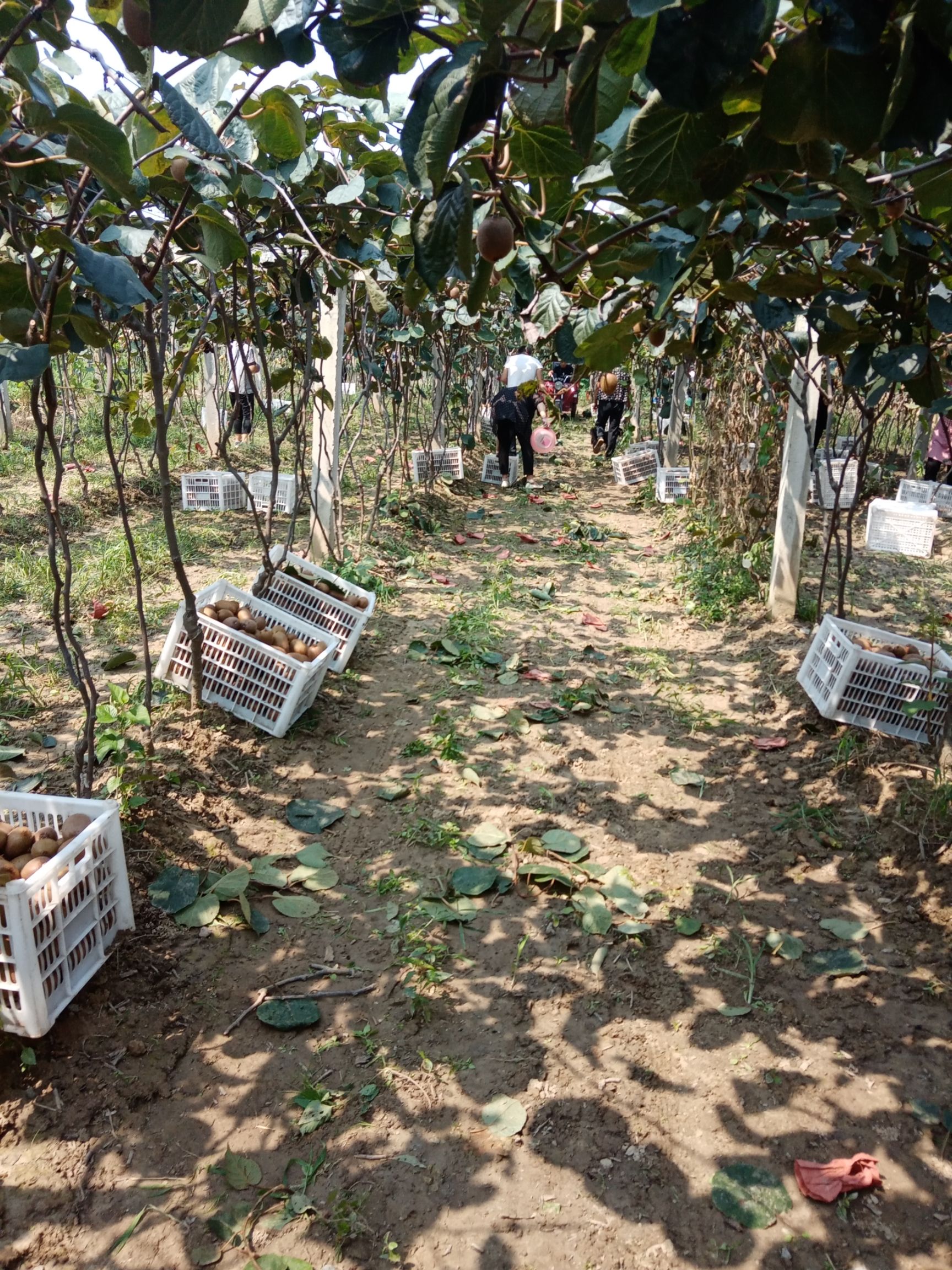 翠香猕猴桃 萃香猕猴桃