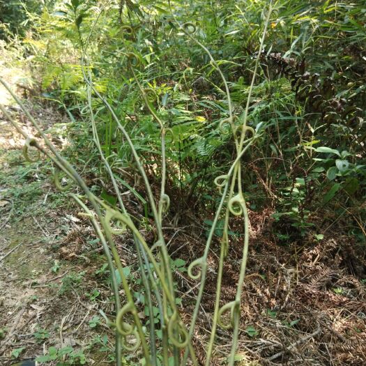 广宁县钩藤 全部靓货，非人工种植，百分之八十五以上钩