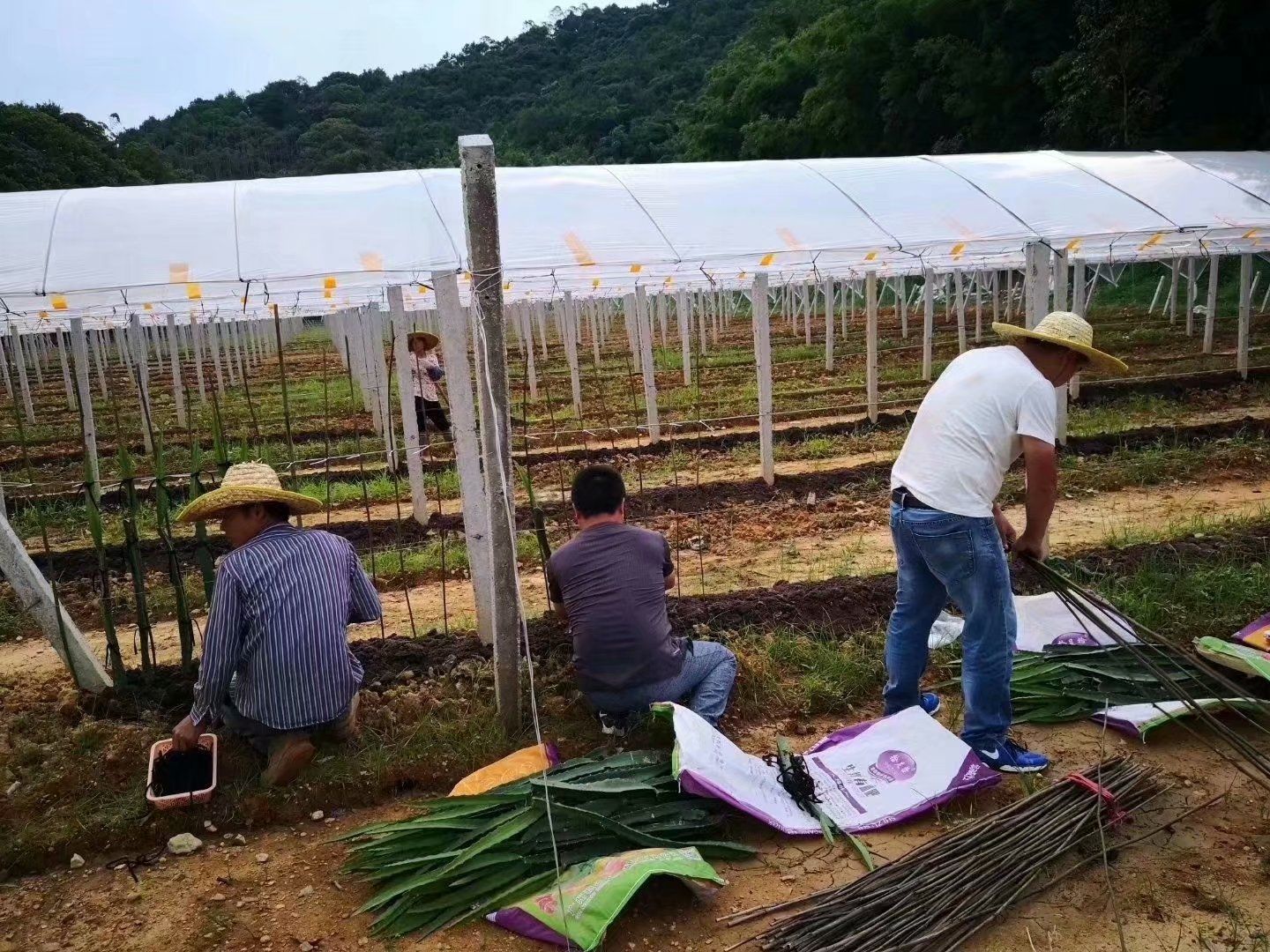 青皮红肉火龙果苗  青皮红火龙果苗新品种青皮红肉火龙果甜度高，产量高适应强