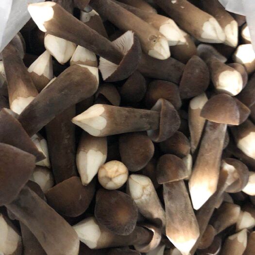 宁强县鸡枞菌 黑皮鸡枞大合集，全部基地直发，价格实惠