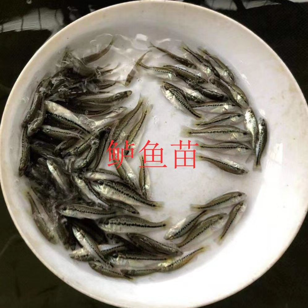 罗非鱼苗，成品罗非，各种规格鱼苗，成品鱼。