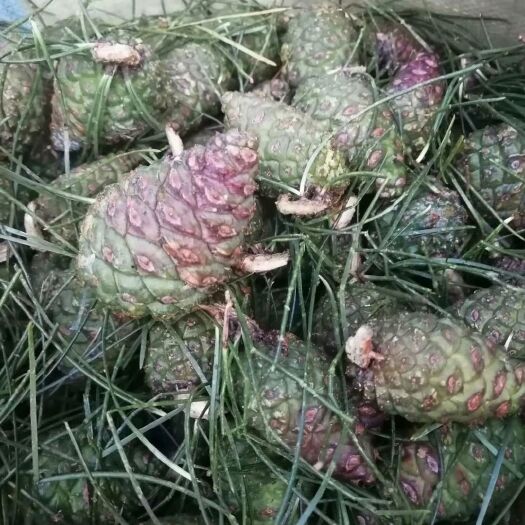 壶关县松果菊  新鲜