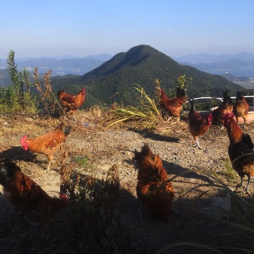 宁波草原红公鸡  山顶放养，质量保证