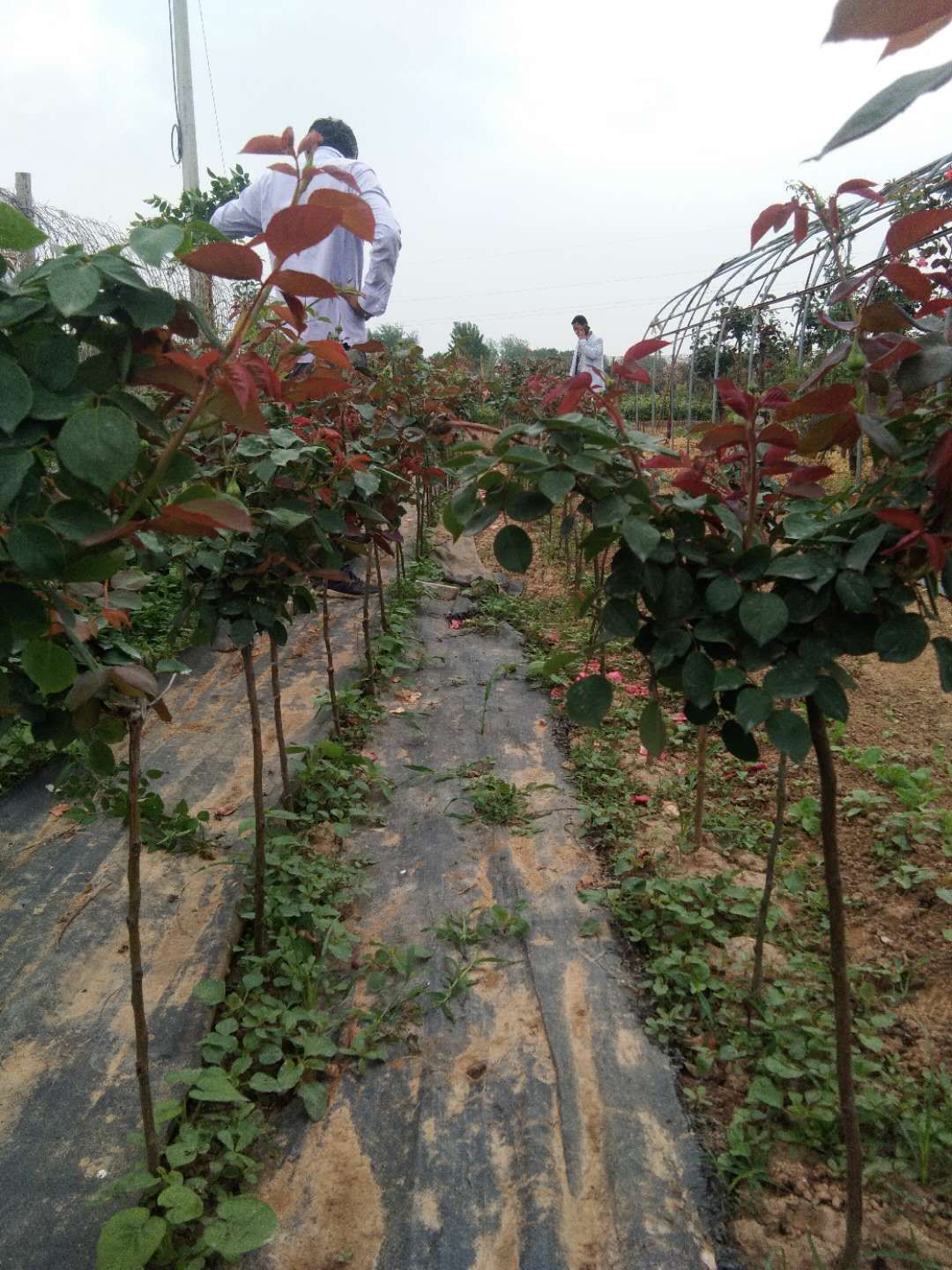 月季树 河南豫月花卉有限公司a南阳月季苗木种才全基地。