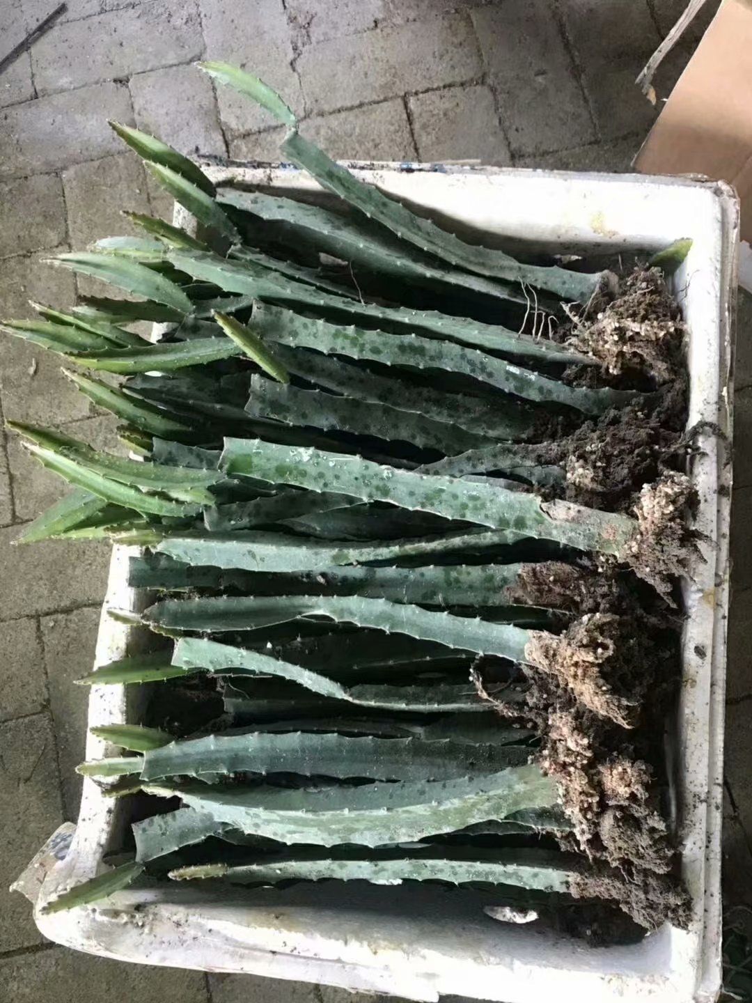 青皮红肉火龙果苗  青皮红火龙果苗新品种青皮红肉火龙果甜度高，产量高适应强