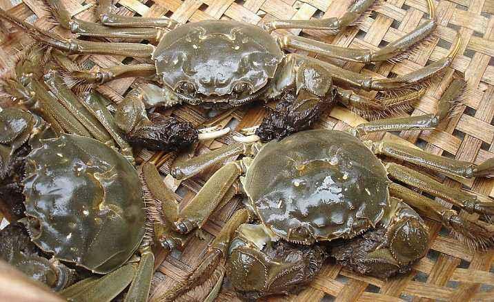 苏州 阳澄湖镇大闸蟹