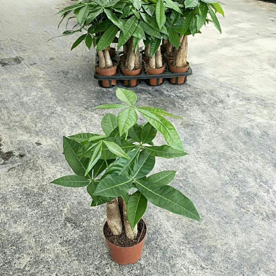  发财树盆栽植物室内花卉盆栽绿植金钱树盆栽小盆景