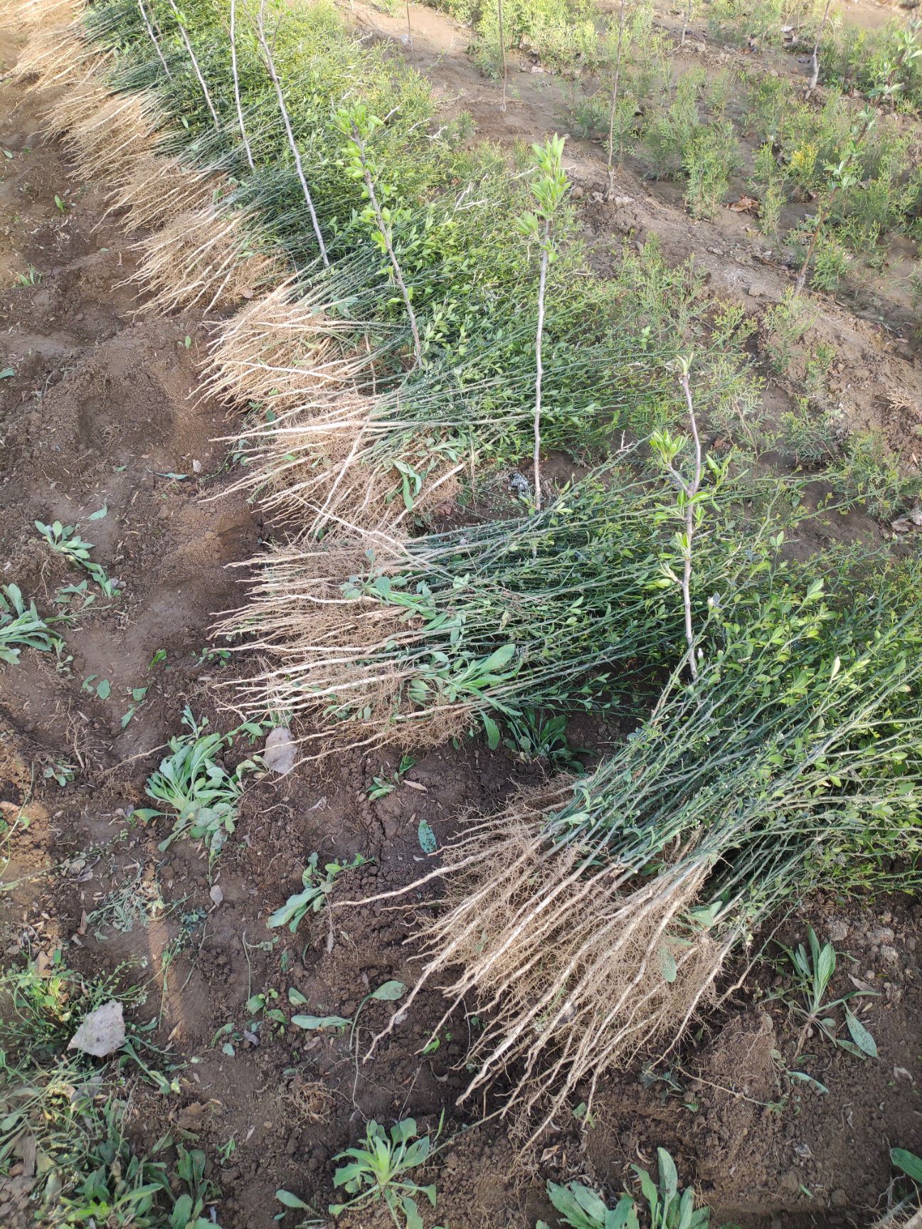 枸橘苗 枳壳苗 柑橘砧木苗 全国发货
