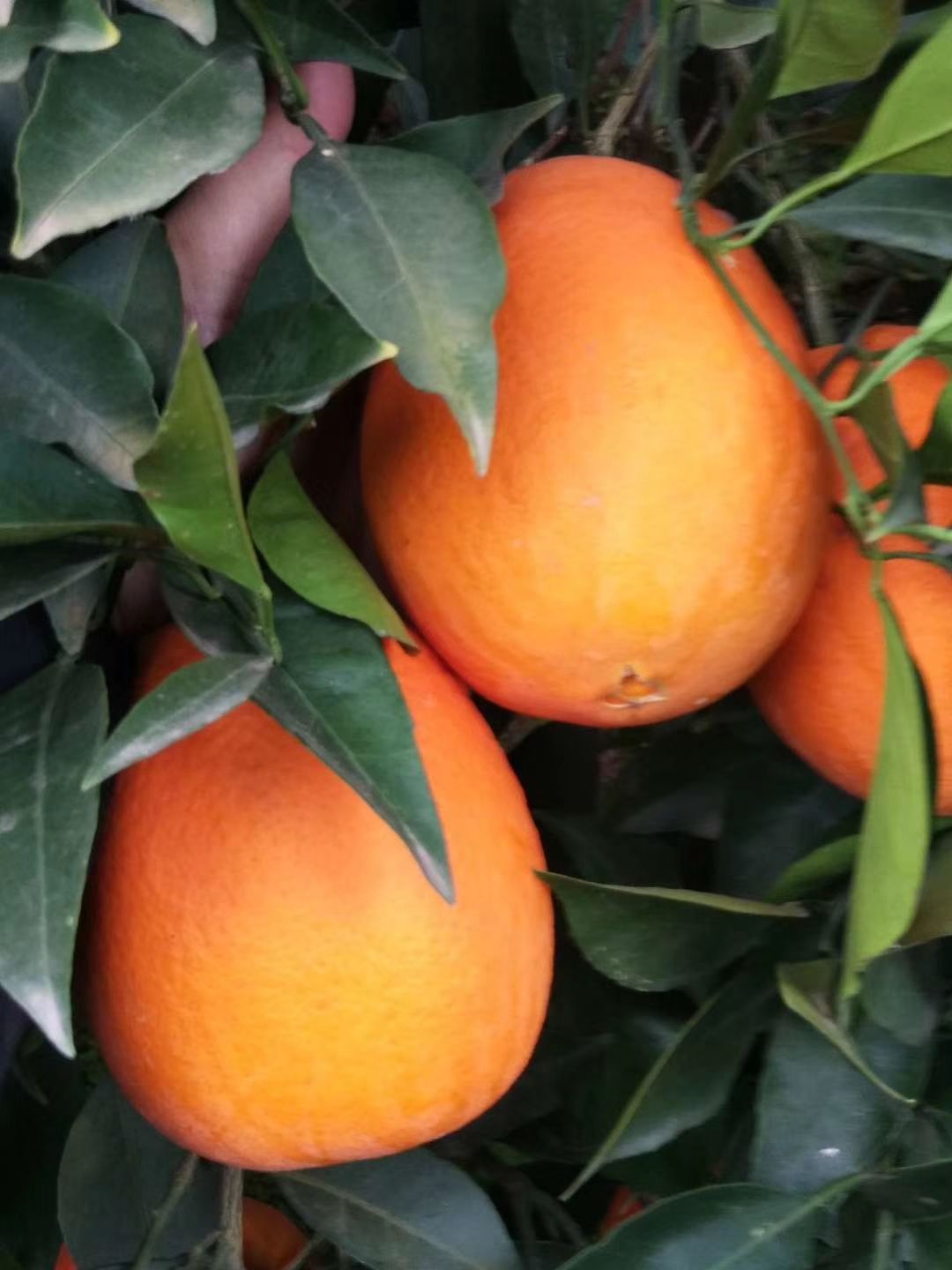 纽荷尔脐橙  【纽荷尔】纽荷尔，秭归脐橙产地直销量大优惠，更多品种欢迎选购