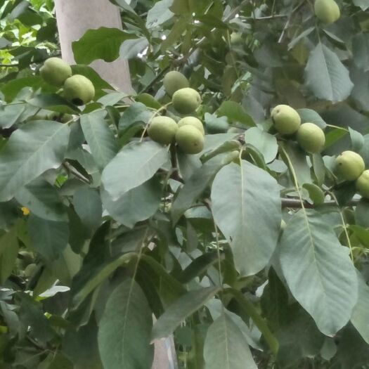 礼泉县 青皮核桃，礼泉黄桃，农户自产，一手货源，精挑细选，品质保证。