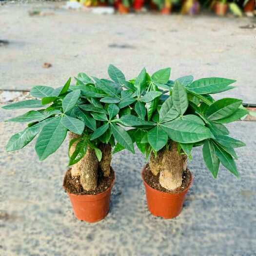 济南 发财树盆栽植物室内花卉盆栽绿植金钱树盆栽小盆景
