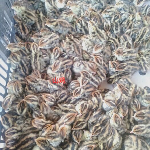 南宁七彩山鸡苗