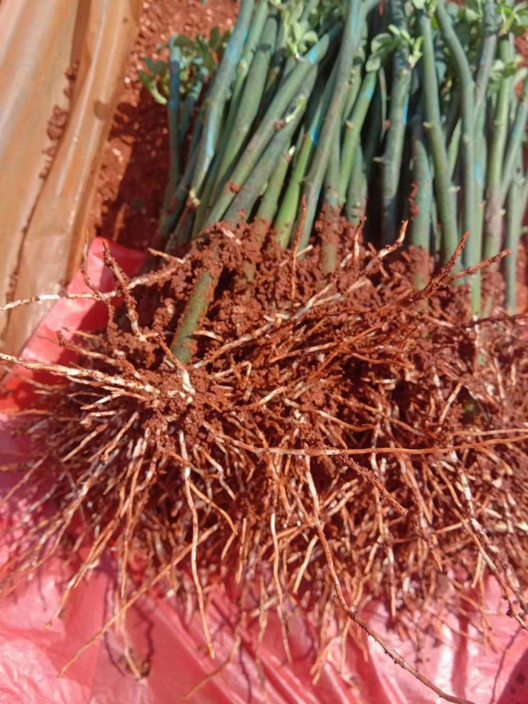 蔷薇苗  冬季蔷薇，红花蔷薇，无刺蔷薇实生根小苗，烟粗