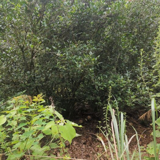 武夷山市大红袍乌龙茶 3年以上 