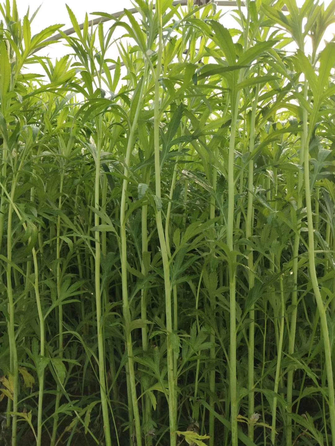云南蒌蒿 靓货价格实惠