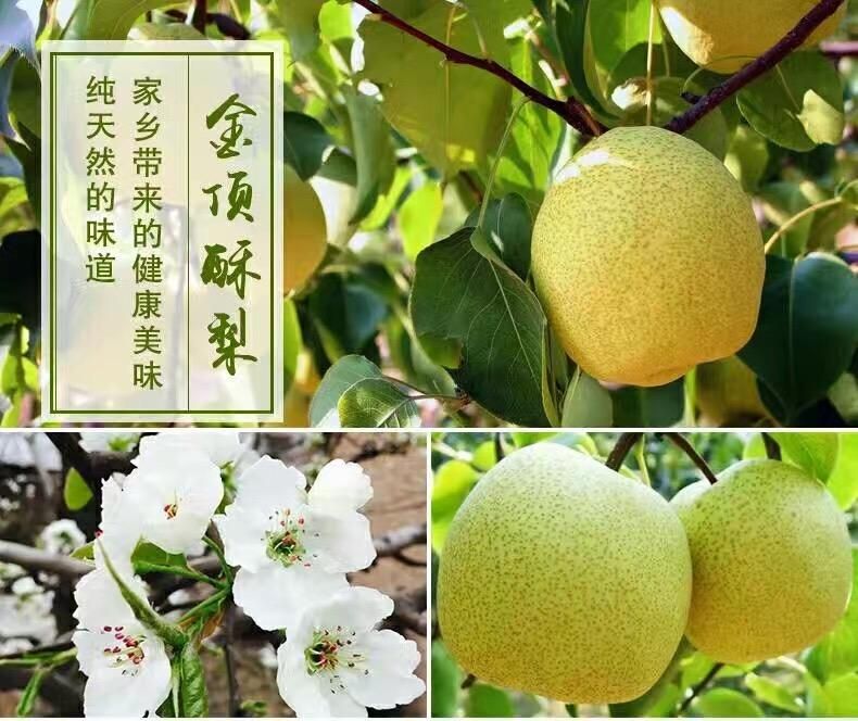 【一件代发】河南宁陵金顶谢花酥梨精品9斤装