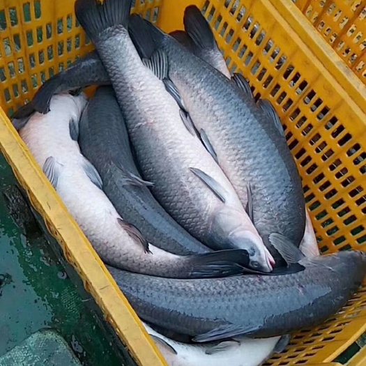 岳阳淡水青鱼
