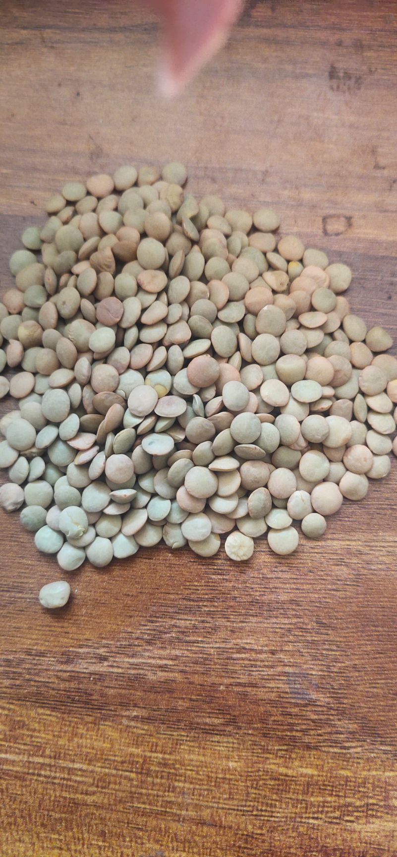 中牟县香草豆  厂家直销大颗粒扁豆，磨面扁豆