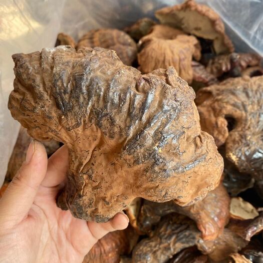 蛟河市天然东北长白山整枝赤灵芝500g装正品灵芝