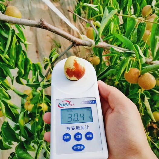 滨州沾化冬枣 沾化原始冬枣，天然无公害，