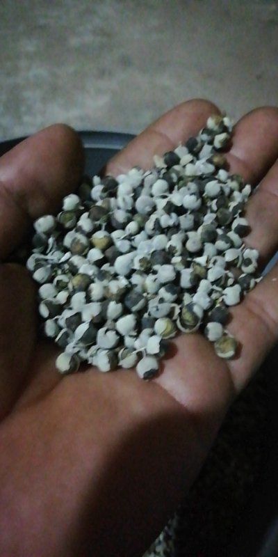 樟树市江西单叶蔓荆子，正品货，今年新产