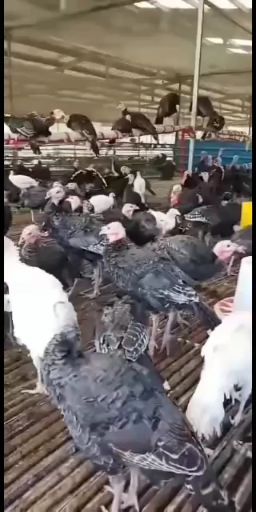 尼古拉火鸡  出售尼古拉700系，500系大火鸡，小火鸡苗，