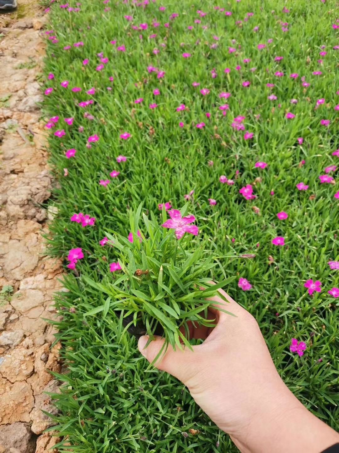 欧石竹，四季长青，开花草坪